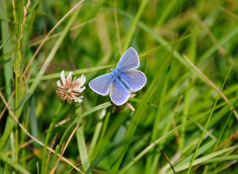 Common Blue butterfly male