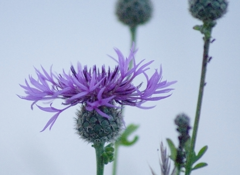 Greater Knapweed