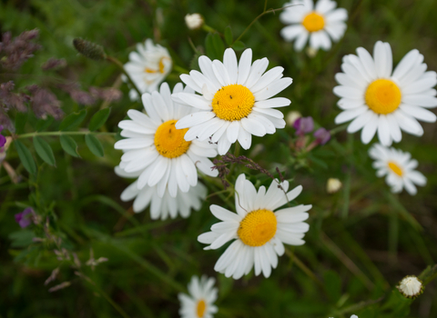 Oxeye Daisy