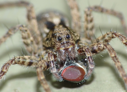 Wolf Spider