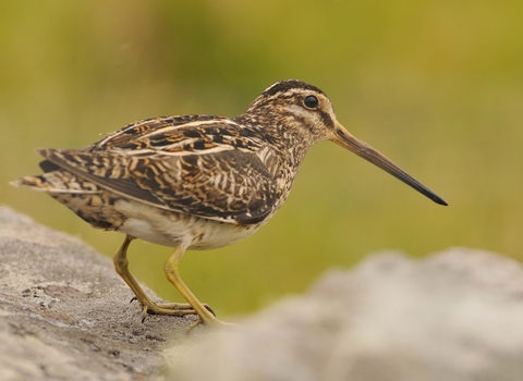 Common Snipe