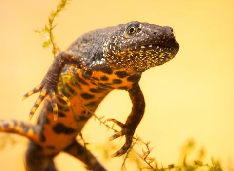 Great crested newt