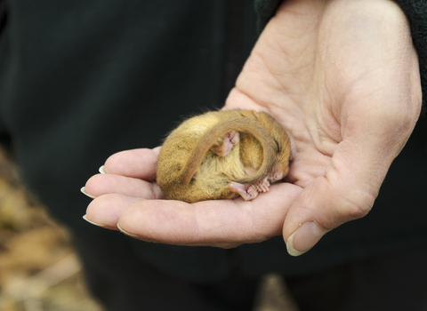 Suffolk Wildlife Trust