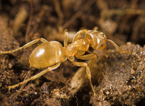 Yellow meadow ant