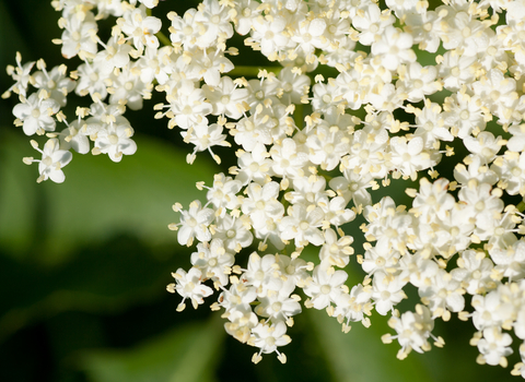 Elderflower (c) Alexandrumagurean