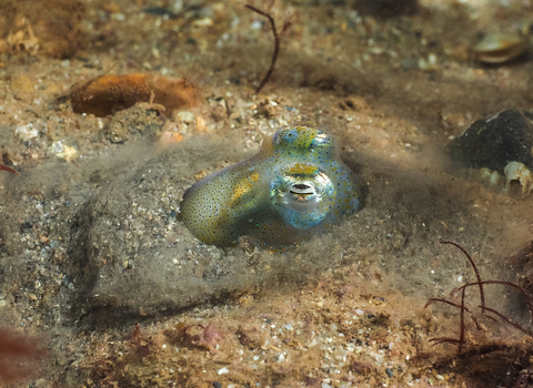 Little cuttlefish