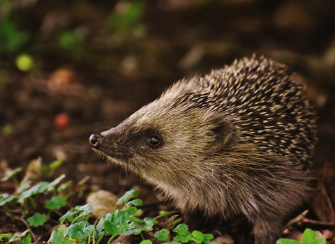 Hedgehog faring better in urban locations