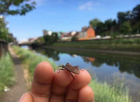 Dock bug