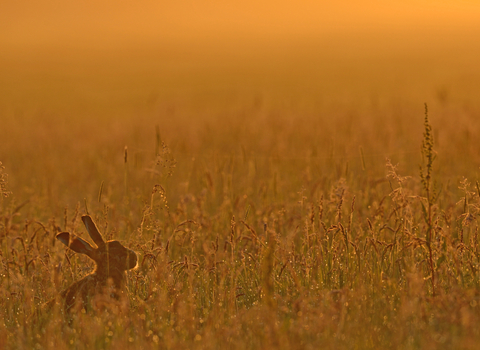 Suffolk Wildlife Trust