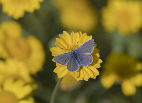 Common Blue, Holywells Park, Kevin Sawford 