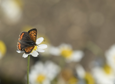 Small Copper, Holywells Park, Kevin Sawford 