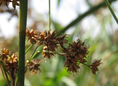 Great fen sedge