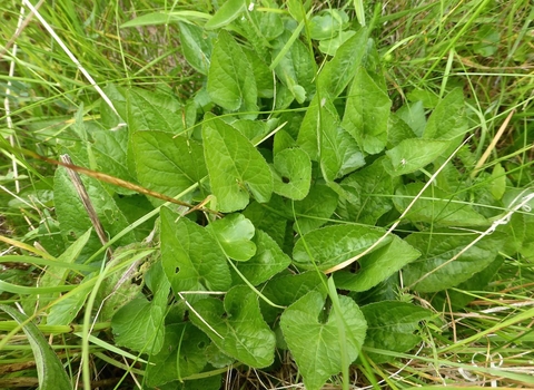 Hairy violet