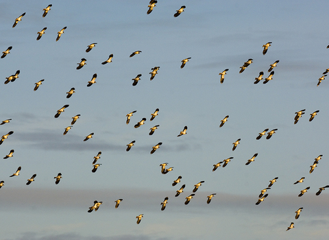 Lapwing - Andrew Parkinson