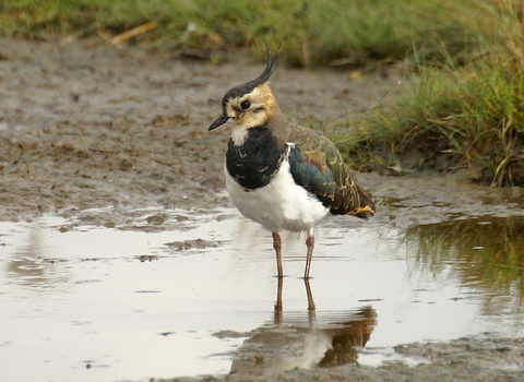 Lapwing - David Longshaw