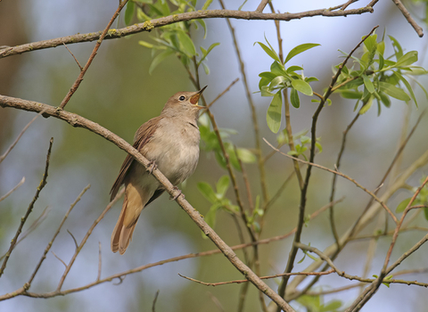 Nightingale - Chris Gomersall