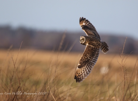 Short-eared Owl