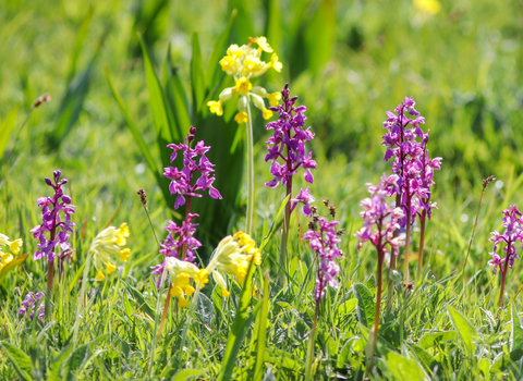 Early purple orchids by Steve Aylward