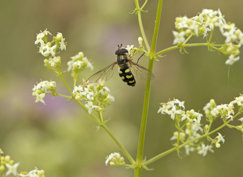 Hoverfly - Chris Gomersall 2020 Vision