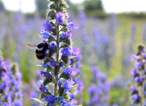 vipers bugloss by Emily Quilton