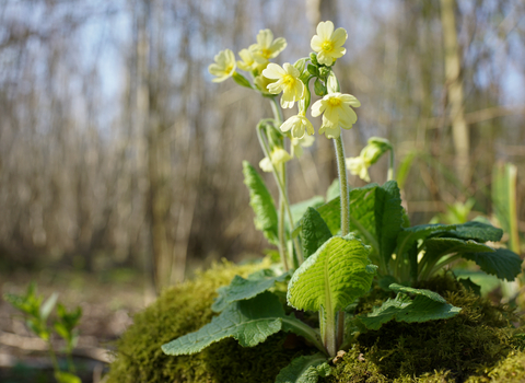 Oxlip - photograph by Steve Aylward