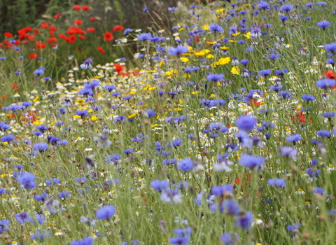 Wildflowers - Steve Aylward