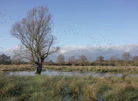 Scrape at Black Bourn Valley nature reserve