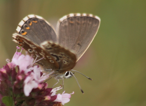 A female chalkhill blue butterfly stands on the pink flower of a large thyme plant, with her wings open revealing the rich brown upperside with chequered edges