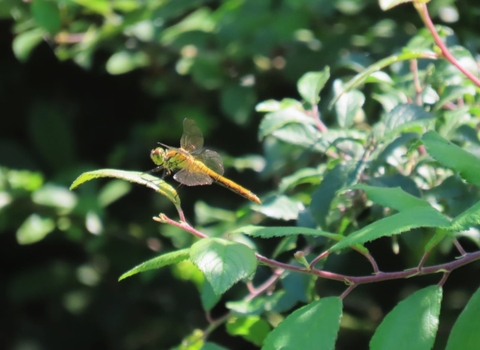 Common darter dragonfly at Trimley Marshes - Phil Whittaker 