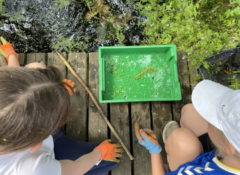 pond dipping