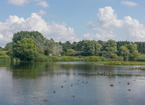 A panoramic view over Lackford Lakes in Suffolk, with trees relfected in the water and wildfowl on the lake's surface.