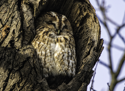 A tawny owl sitting in the hole of mature tree