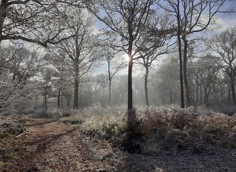 Sunlight breaking through bare trees with frost on the ground.