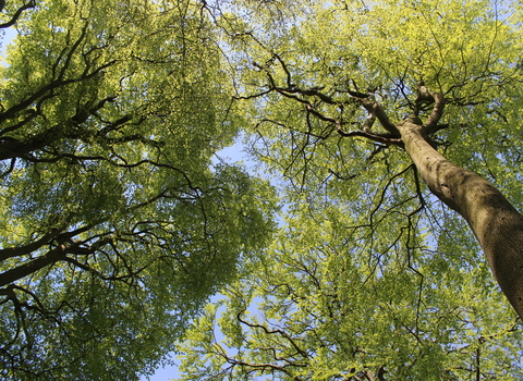 Birch woodland