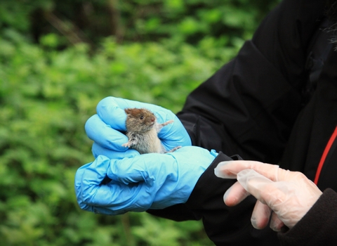 A bank vole being held with gloved hands during a small mammal survey