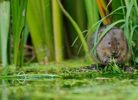 A watervole on the edge of a river eating vegetation