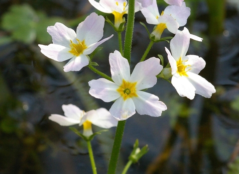 Water violet