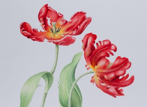 Parrot Tulip by Ruth Wharrier