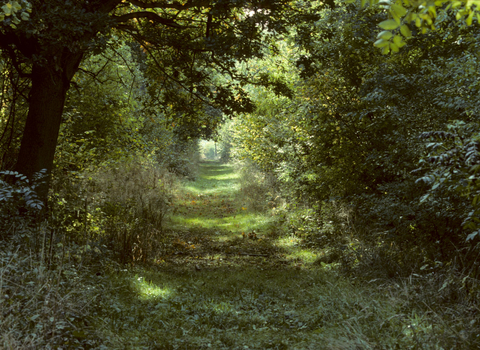 A view through Bradfield Woods with green trees and shrubs creating a tunnel of foliage.