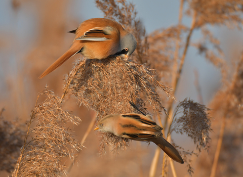 Pair of bearded tits, Gavin Durrant