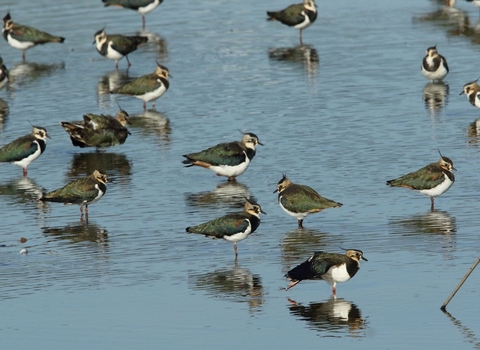 Photo of lapwing