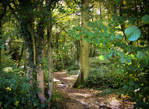 Sunlight through woodland trees