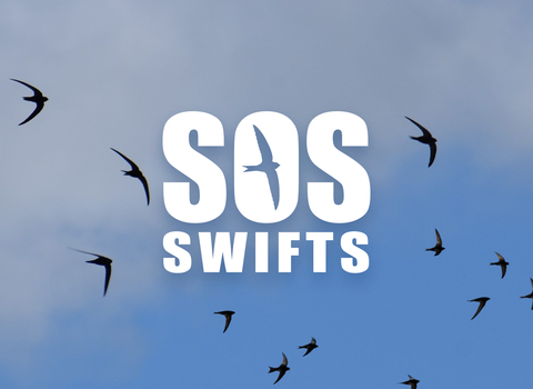 SOS Swifts graphic