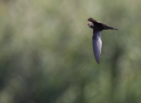 A swift in mid flight