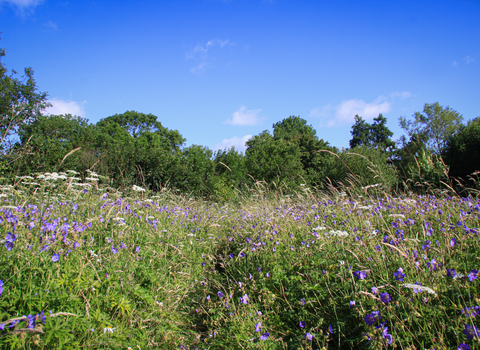 A wildflower meadow full of long grasses, daisies and purple flowers in the summer sun