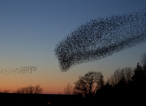 Starling mumuration