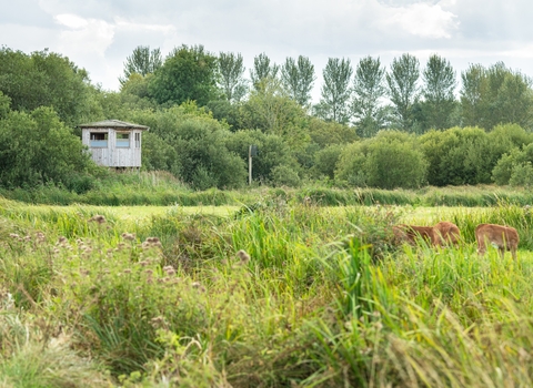 Hide at Carlton Marshes