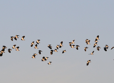 Lapwing - Nick Upton/2020VISION/naturepl.com