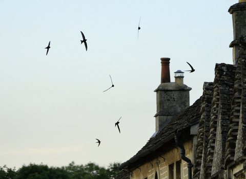 Common swift (Apus apus) screaming party silhouetted against the sky as they fly in formation over cottage roofs at dusk