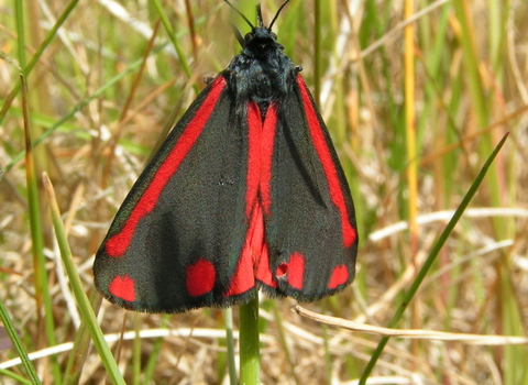 cinnabar moth